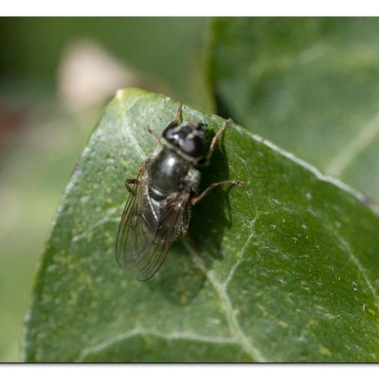 Cheilosia caerulescens: Animal in habitat Garden in the NatureSpots App