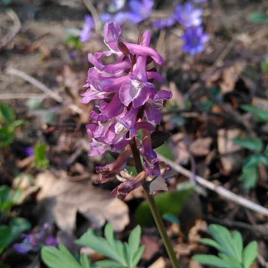 Corydalis cava: Plant in habitat Temperate forest in the NatureSpots App