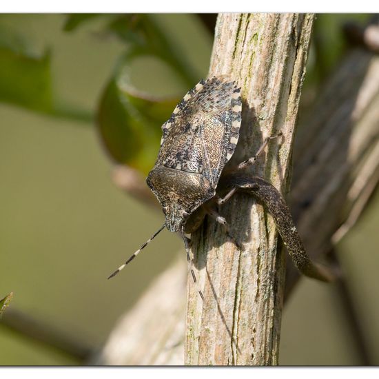 Rhaphigaster nebulosa: Animal in habitat Garden in the NatureSpots App