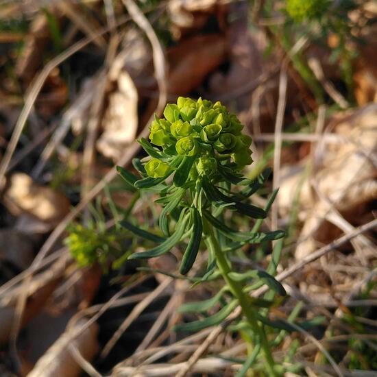 Euphorbia cyparissias: Plant in habitat Natural Meadow in the NatureSpots App