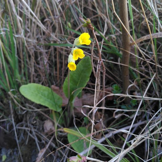 Cowslip: Plant in habitat Natural Meadow in the NatureSpots App