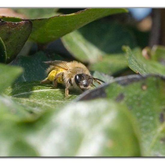 Andrena speciosa: Animal in habitat Garden in the NatureSpots App