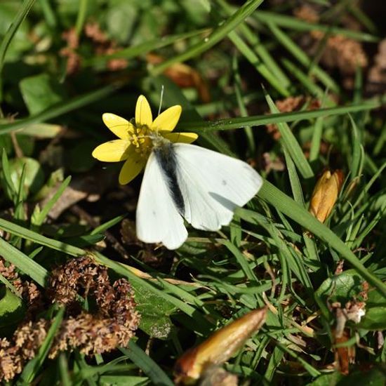 Pieris rapae: Animal in habitat Garden in the NatureSpots App