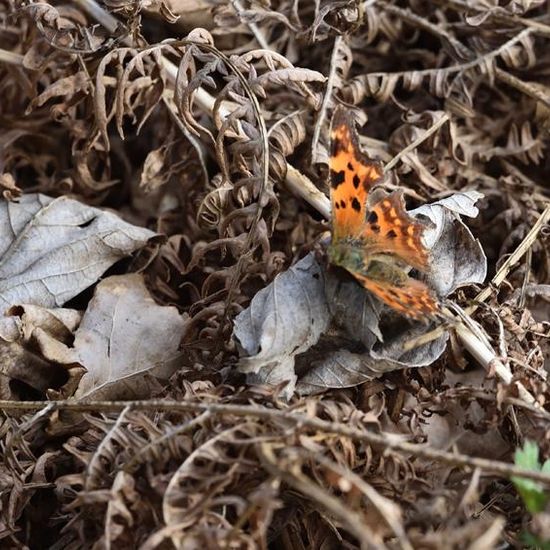 Polygonia c-album: Animal in habitat Garden in the NatureSpots App