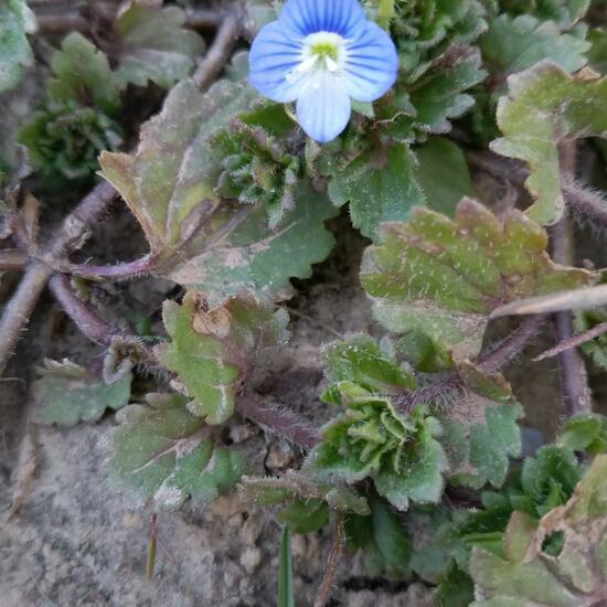 Veronica persica: Plant in habitat Agricultural meadow in the NatureSpots App