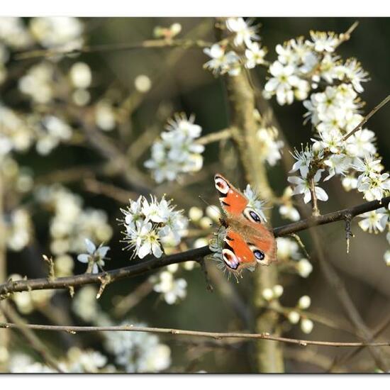 Aglais io: Animal in habitat Grassland in the NatureSpots App