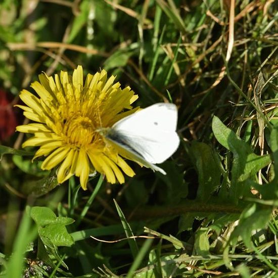 Pieris rapae: Animal in habitat Garden in the NatureSpots App