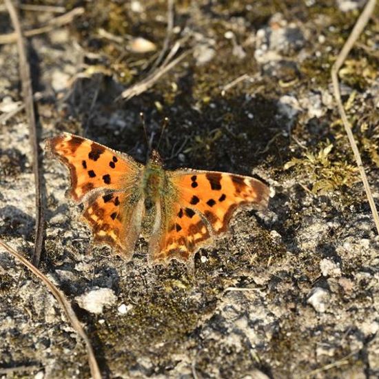 Polygonia c-album: Animal in habitat Garden in the NatureSpots App