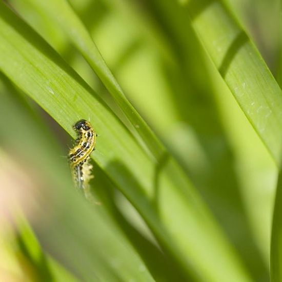 Cydalima perspectalis: Animal in habitat Garden in the NatureSpots App