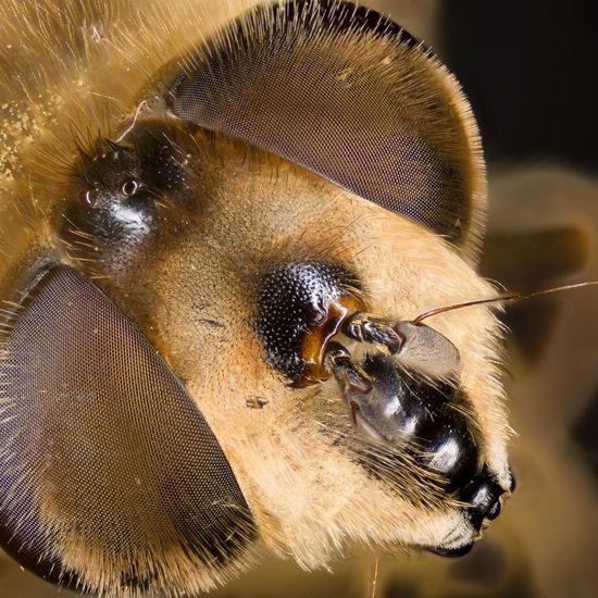 Eristalis tenax: Animal in habitat Garden in the NatureSpots App