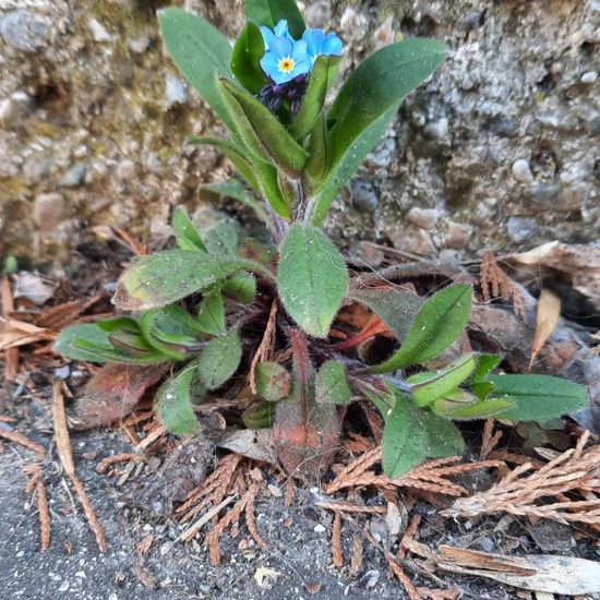 Myosotis sylvatica: Plant in nature in the NatureSpots App