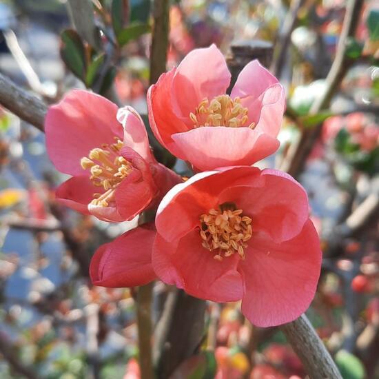 Chaenomeles japonica: Plant in nature in the NatureSpots App