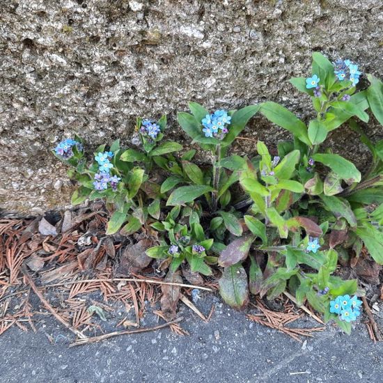 Myosotis sylvatica: Plant in nature in the NatureSpots App