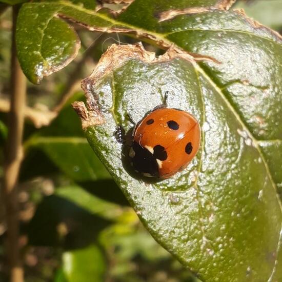 Coccinella septempunctata: Animal in nature in the NatureSpots App