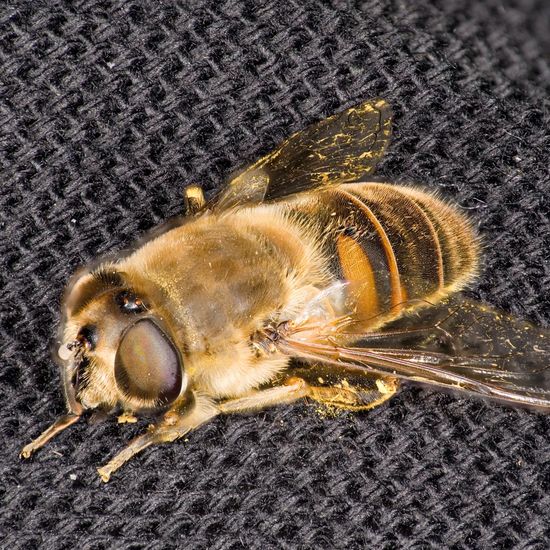 Eristalis tenax: Animal in habitat Garden in the NatureSpots App