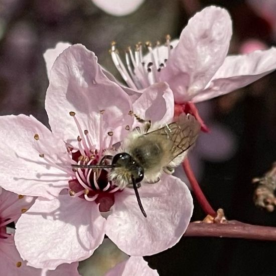 Colletes cunicularius: Animal in habitat Garden in the NatureSpots App