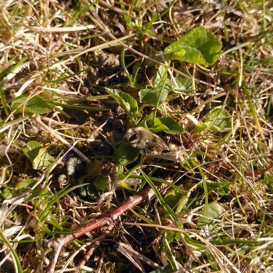 Colletes cunicularius: Animal in habitat Park in the NatureSpots App