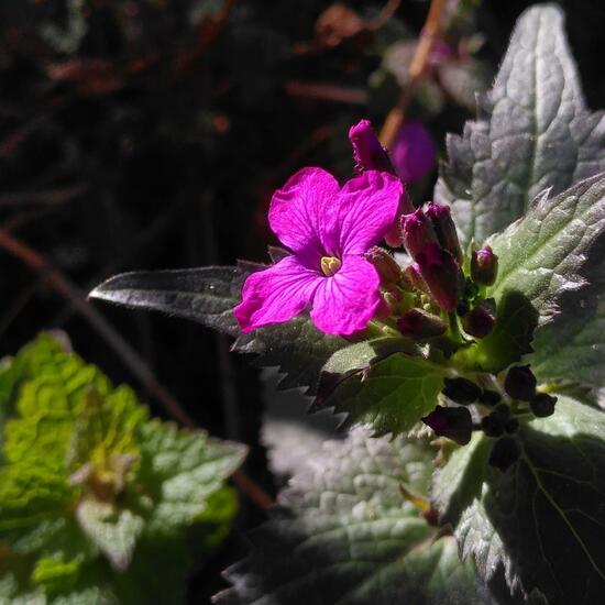 Lunaria annua: Plant in habitat Garden in the NatureSpots App