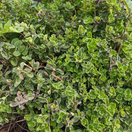 Oregano: Plant in habitat Garden in the NatureSpots App