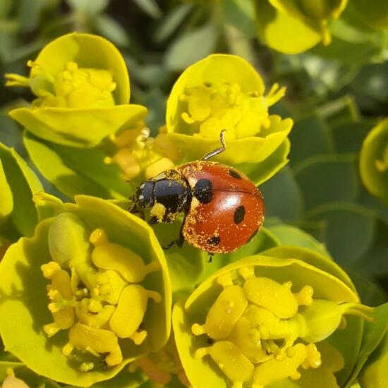 Coccinella septempunctata: Animal in nature in the NatureSpots App