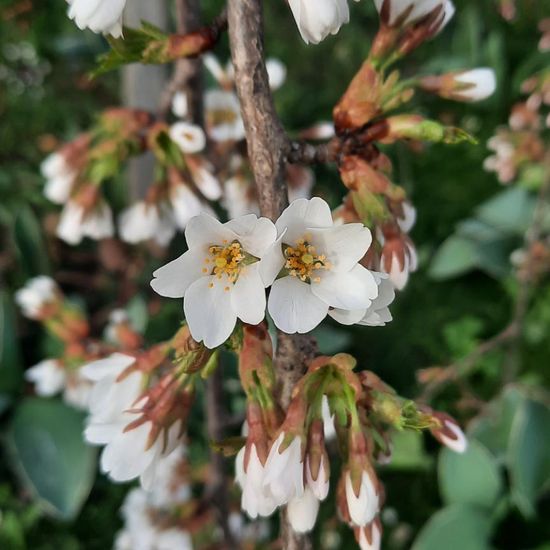 Prunus × yedoensis 'Somei-yoshino': Plant in nature in the NatureSpots App