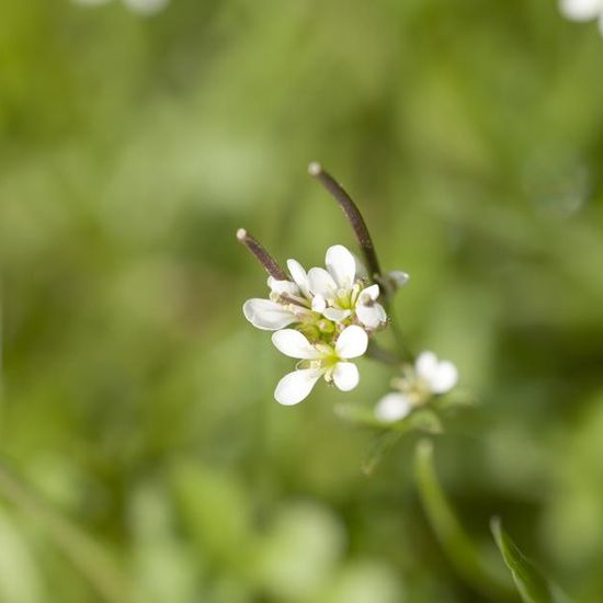 Cardamine hirsuta: Plant in habitat Garden in the NatureSpots App