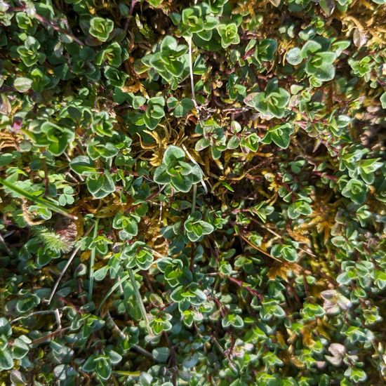 Breckland thyme: Plant in habitat Garden in the NatureSpots App