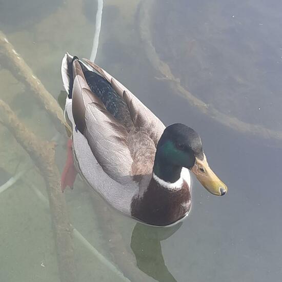 Mallard: Animal in nature in the NatureSpots App