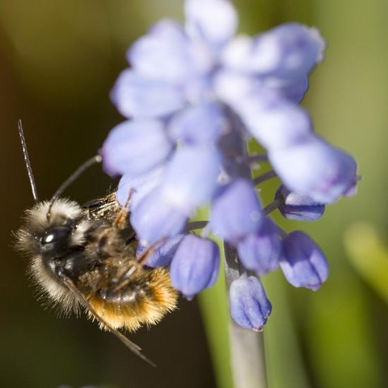 Osmia cornuta: Animal in habitat Garden in the NatureSpots App