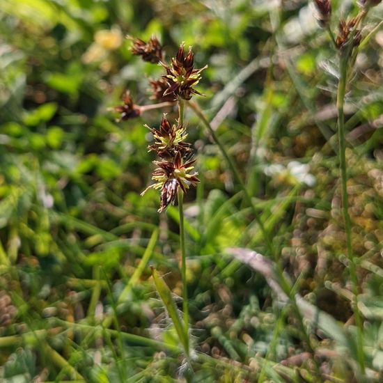 Luzula campestris: Plant in habitat Garden in the NatureSpots App