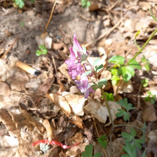 Corydalis cava: Plant in habitat Park in the NatureSpots App