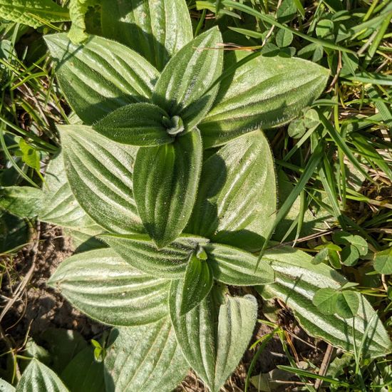 Plantago media: Plant in habitat Garden in the NatureSpots App