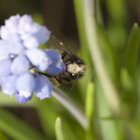 Osmia cornuta: Animal in habitat Garden in the NatureSpots App