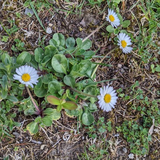 Bellis: Plant in habitat Garden in the NatureSpots App