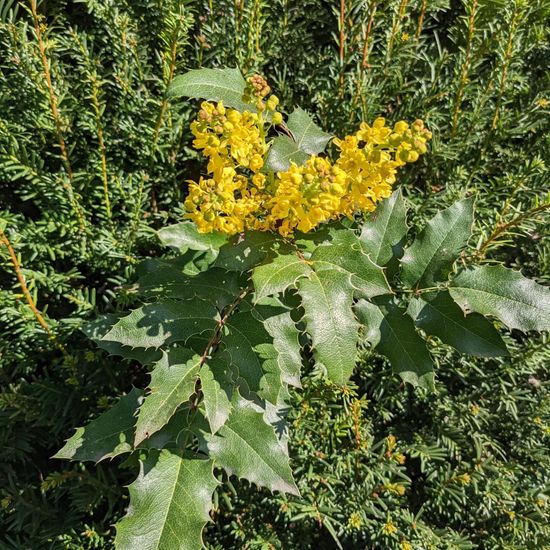 Berberis aquifolium: Plant in habitat Garden in the NatureSpots App