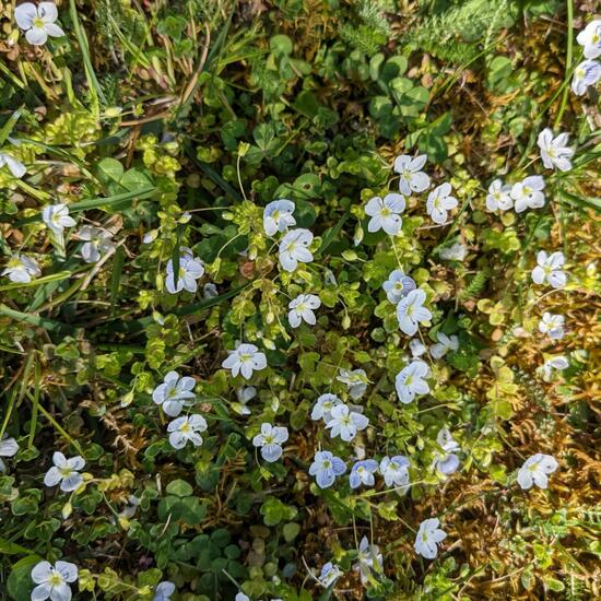 Veronica repens: Plant in habitat Garden in the NatureSpots App