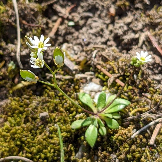 Draba verna: Plant in habitat Garden in the NatureSpots App