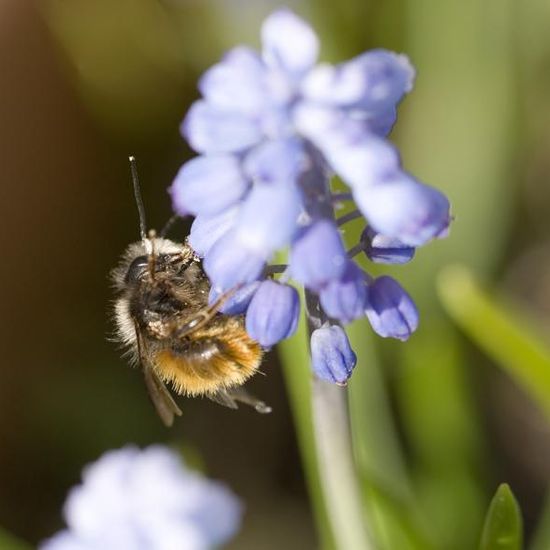 Osmia cornuta: Animal in habitat Garden in the NatureSpots App