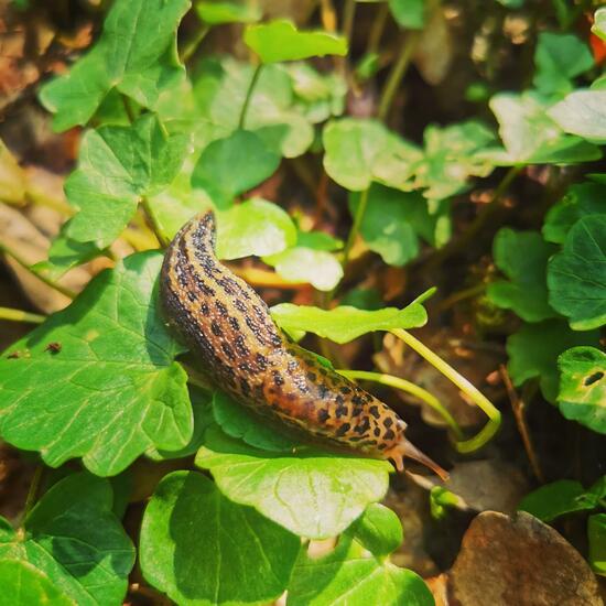 Limax maximus: Animal in habitat Temperate forest in the NatureSpots App