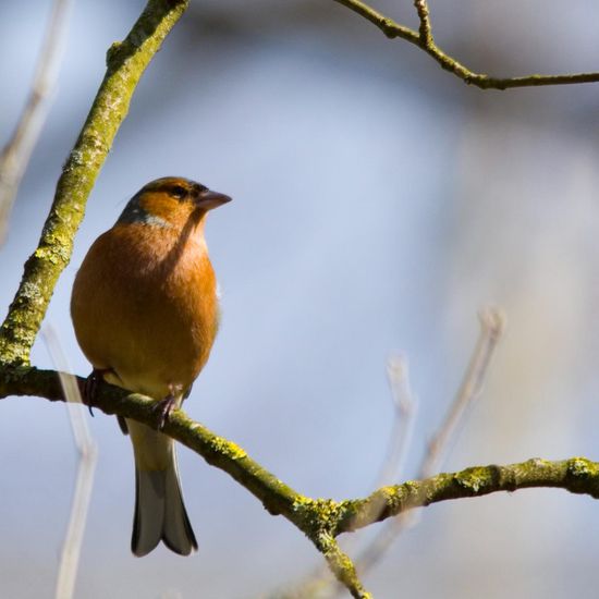 Common Chaffinch: Animal in nature in the NatureSpots App