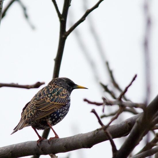 Common Starling: Animal in habitat Garden in the NatureSpots App