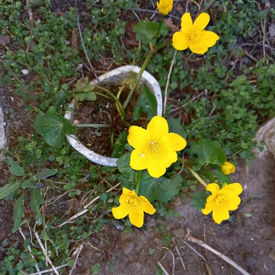 Caltha palustris: Plant in nature in the NatureSpots App