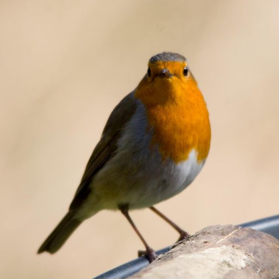 European robin: Animal in nature in the NatureSpots App