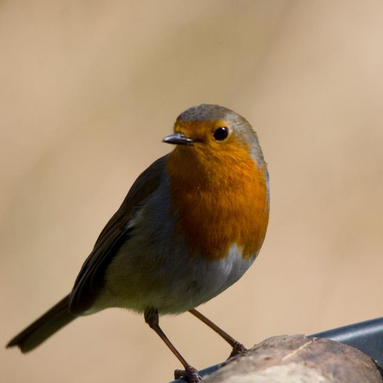 European robin: Animal in nature in the NatureSpots App