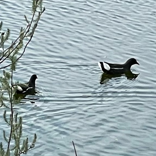 Common Moorhen: Animal in habitat Pond in the NatureSpots App