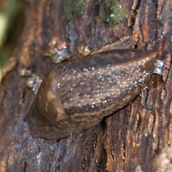 Limax maximus: Animal in habitat Garden in the NatureSpots App