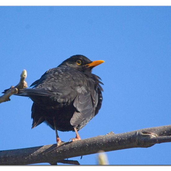 Common blackbird: Animal in habitat Garden in the NatureSpots App