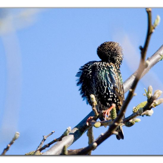 Common Starling: Animal in habitat Garden in the NatureSpots App