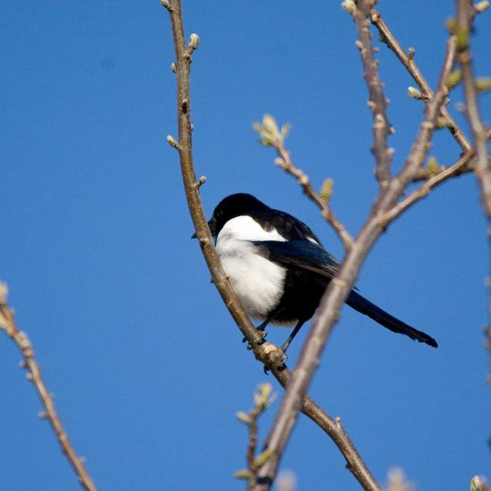 Eurasian Magpie: Animal in habitat Garden in the NatureSpots App