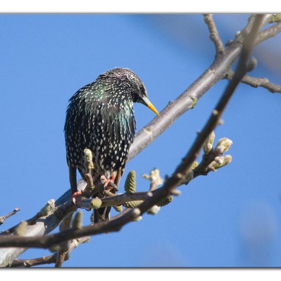 Common Starling: Animal in habitat Garden in the NatureSpots App